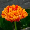 Tulp Sun Lover 