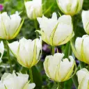 Tulp White Valley 