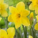 Nartsiss Carlton 
