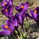 Krookus Flower Record