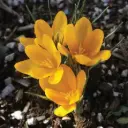 Krookus Yellow