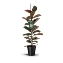 Kummi-viigipuu 'Belize' P27/105cm