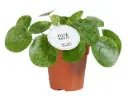 Kilp-piilea P12/20cm