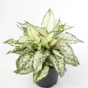 Aglaoneema 'White Kiwi' P12/35cm