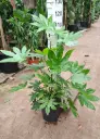 Jaapani fatsia P30/120cm