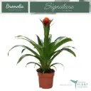 Gusmaania 'Violix' P12/45cm 