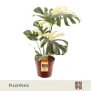 Monstera 'Thai Constellation' P21/80cm