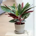 Stromante 'Triostar' P19/80cm