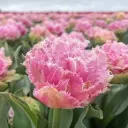 Tulp Perth