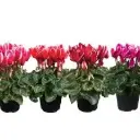 Alpikann 'Allure' P12cm