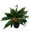 Lõvimägede rohtliilia Princess Mabel P19/50cm