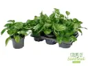 Sulgjas nõelköis Global Green P12cm
