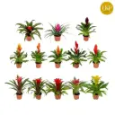 Bromeelia valik P10,5/25cm
