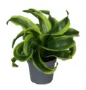 Lõhnav draakonipuu  Compacta Tornado P12/22cm 