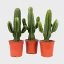 Kandelaaber-piimalill P17/75cm (koopia)