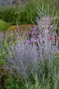 Harilik perovskia Blue Spire P28/65cm