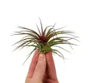 Tillandsia 'Air Plants MIX' 10Ø 8cm