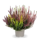 Kanarbik 'Beauty Ladies' trio P17/25cm 