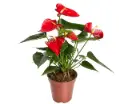 Flamingolill 'Esudo' P12/43cm