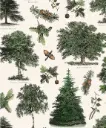 Kinkepaber Carta 'Alberi' 70x100cm