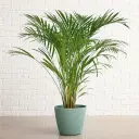 Kollakas kuldviljakpalm P20/120cm