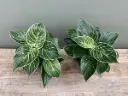 Roniv filodendron 'White Wave' P12/20cm