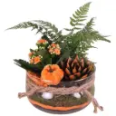 Seade toataimedega Halloween P20/25cm 