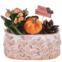 Blossf. kalanhoe seades Halloween P20/20cm