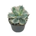 Meelisagaav Variegata P13/20cm
