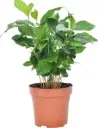 Kohvipuu Arabica P12/30cm 