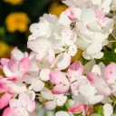 Aedhortensia 'Wim's Red' C3