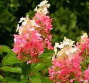 Aedhortensia 'Pinky Winky' P26