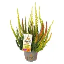 Kanarbik 'Sunset Fire Girls' P13/25cm 