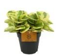 Tömbilehine peperoomia 'Obtipan Bicolor' P14/55cm