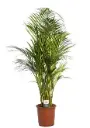 Kollakas kuldviljakpalm P12/45cm