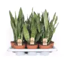 Havisaba Zeylanica P17/65cm