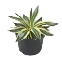 Triipagaav 'Quadricolor' P13/20cm