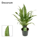 Aglaoneema 'Cutlass' P12/35cm