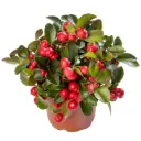 Lamav talihali Big Berry P12cm