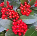 Jaapani skimmia O'Berries Red P13cm