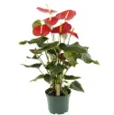 Flamingolill 'Idaho' P17/65cm