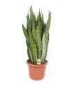 Havisaba Zeylanica P30/95cm