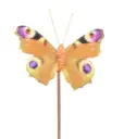 Liblikas 'Auralia' tikul