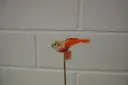 Lind tikul 'Flowerbird' 6cm