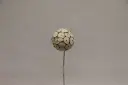 Pall 'Okta' 6cm
