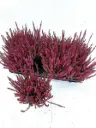 Kanarbik Garden Girls Athene P11cm