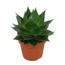 Aaloe 'Cosmo' P13cm 