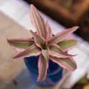 Peitõis P6/6cm 