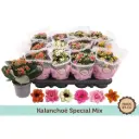 Blossf. kalanhoe Rosalina P9/19cm