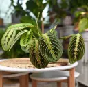 Valgeroodne maranta 'Fascinator' P12/40cm